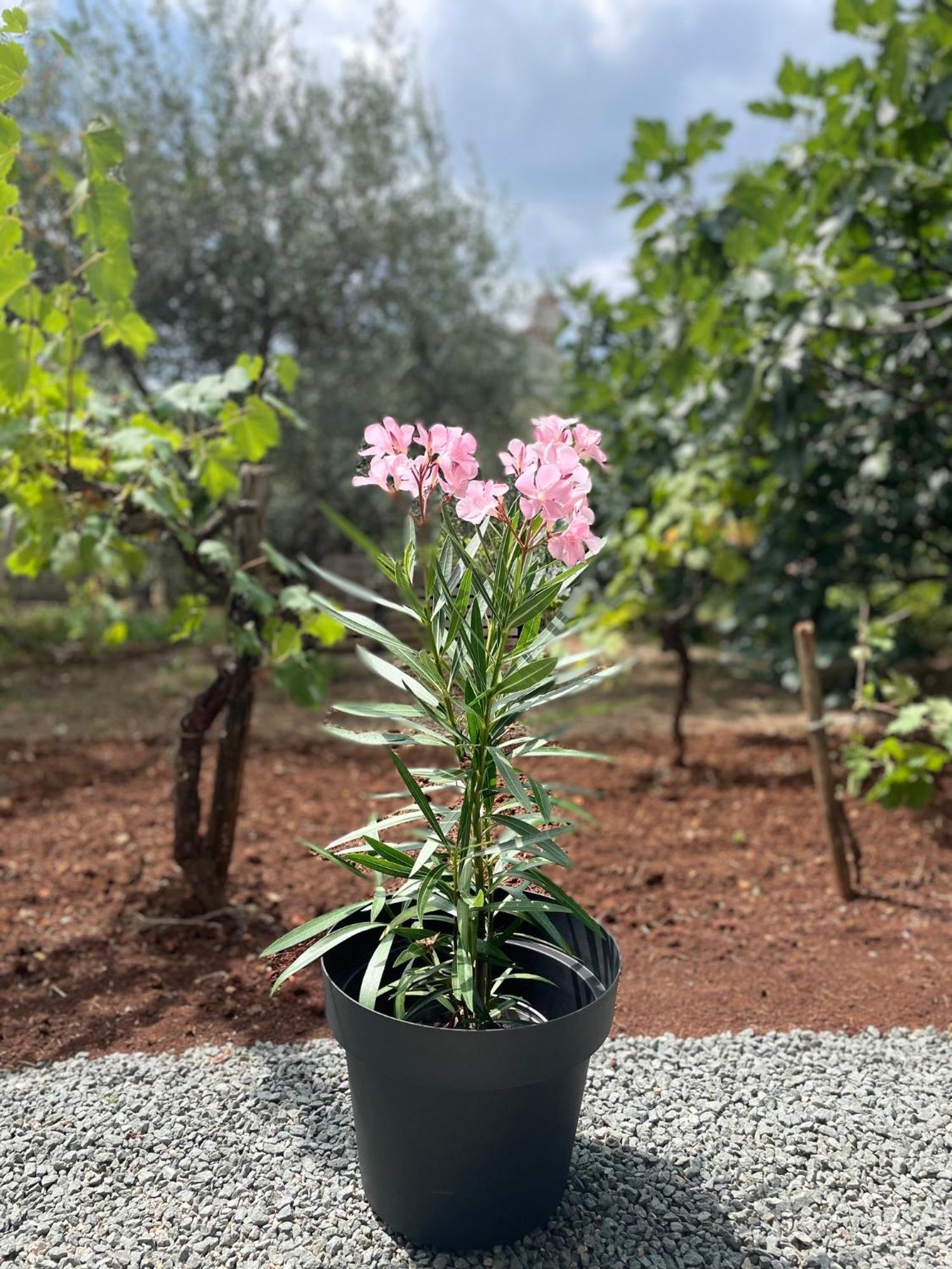מאלינסקה Apartmani Stellar מראה חיצוני תמונה